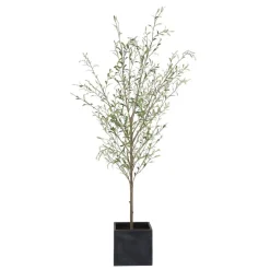 Abundance Olive Tree Plant
