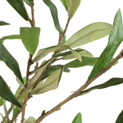 Abundance Olive Tree Plant