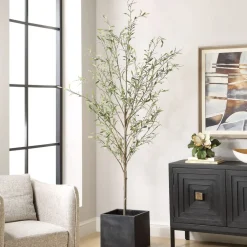 Abundance Olive Tree Plant