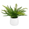 Boston Fern Plant
