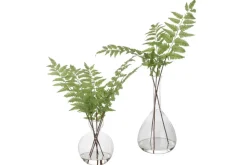 Country Ferns, Set Of 2