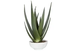 Evarado Aloe Planter