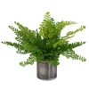 Maidenhair Fern Plant
