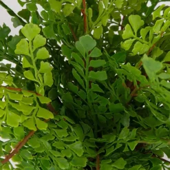 Maidenhair Fern Plant