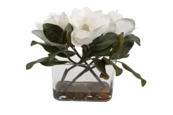 Middleton Magnolia Plant