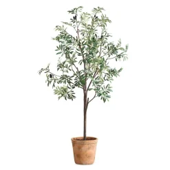 Olea Olive Fruit Tree Plant