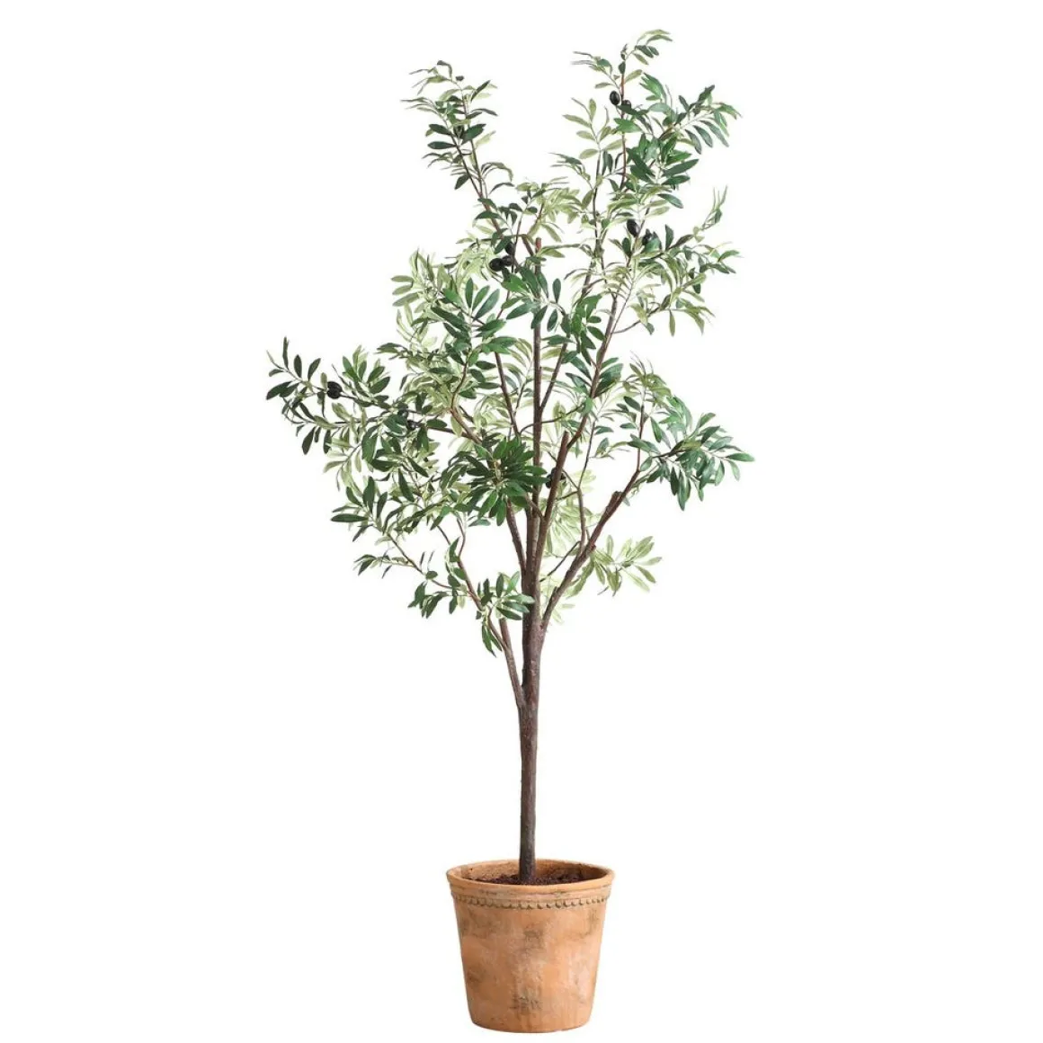 Olea Olive Fruit Tree Plant