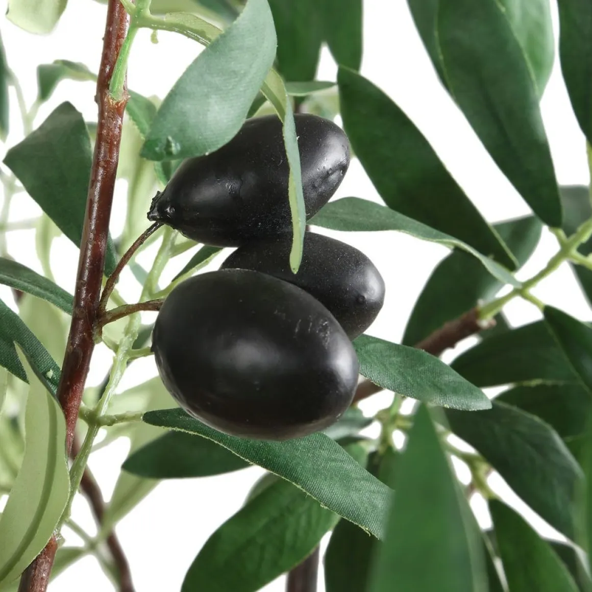 Olea Olive Fruit Tree Plant