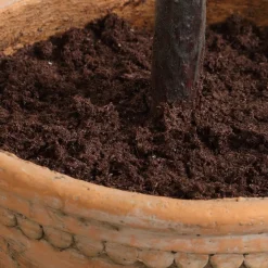 Olea Olive Fruit Tree Plant