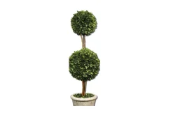 Oval Domes Preserved Boxwood, Set Of 2
