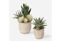 Seaside Succulents, Set Of 2