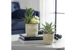 Seaside Succulents, Set Of 2