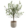 Solea Olive Tree